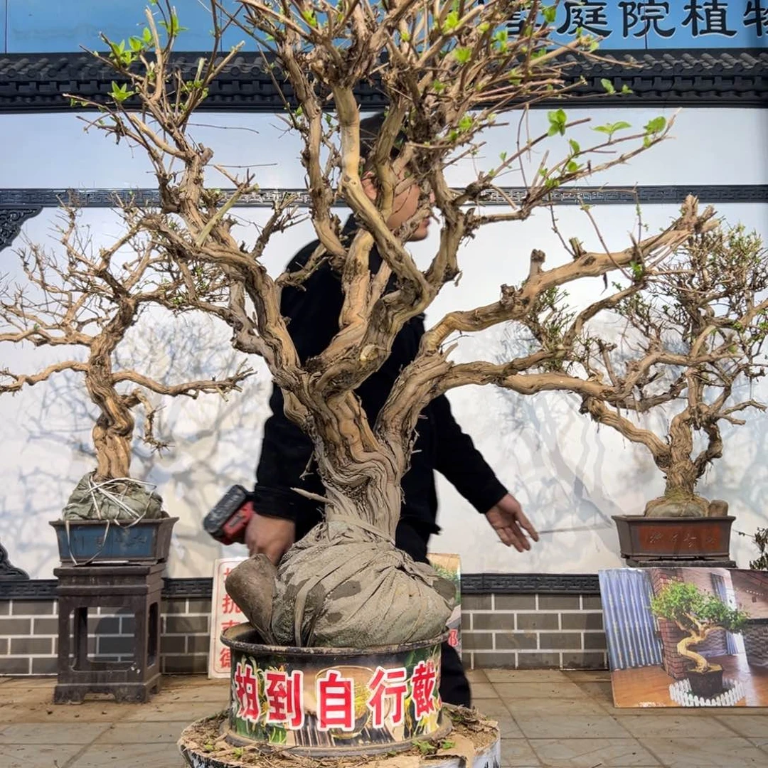 无花朵金银花开花33336655888