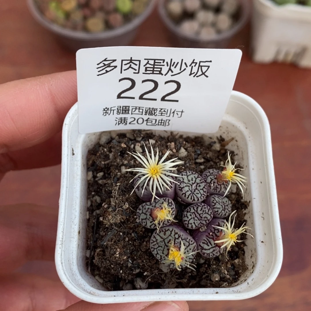 感谢您的光临，00222