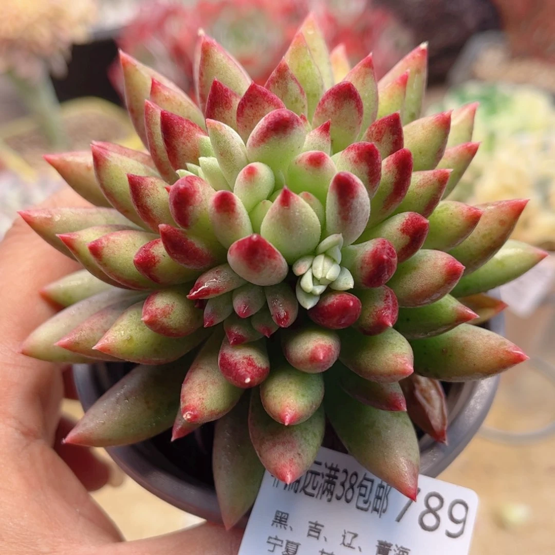 789二代虞美人德华多肉