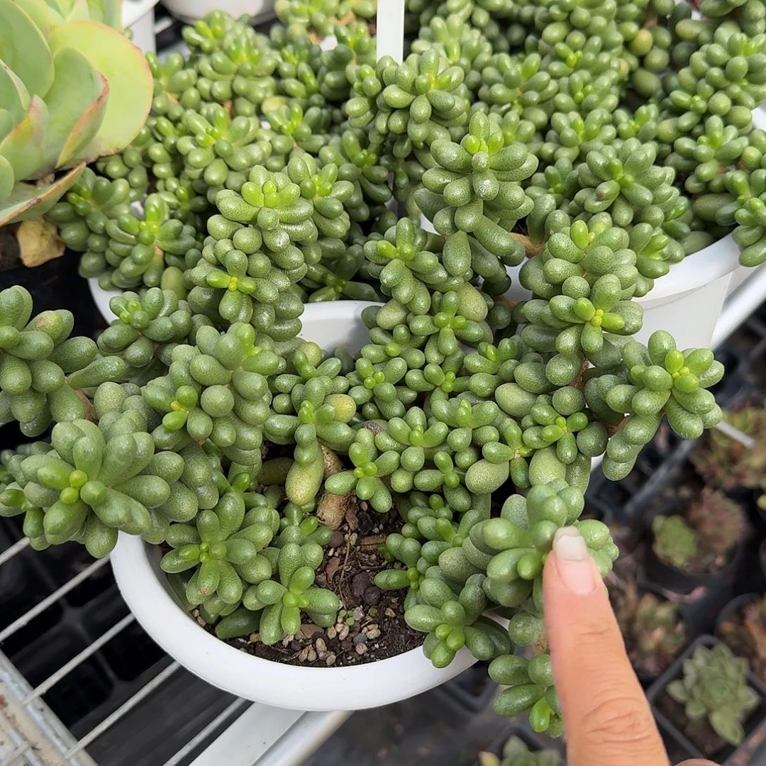 陆龟大号多肉植物