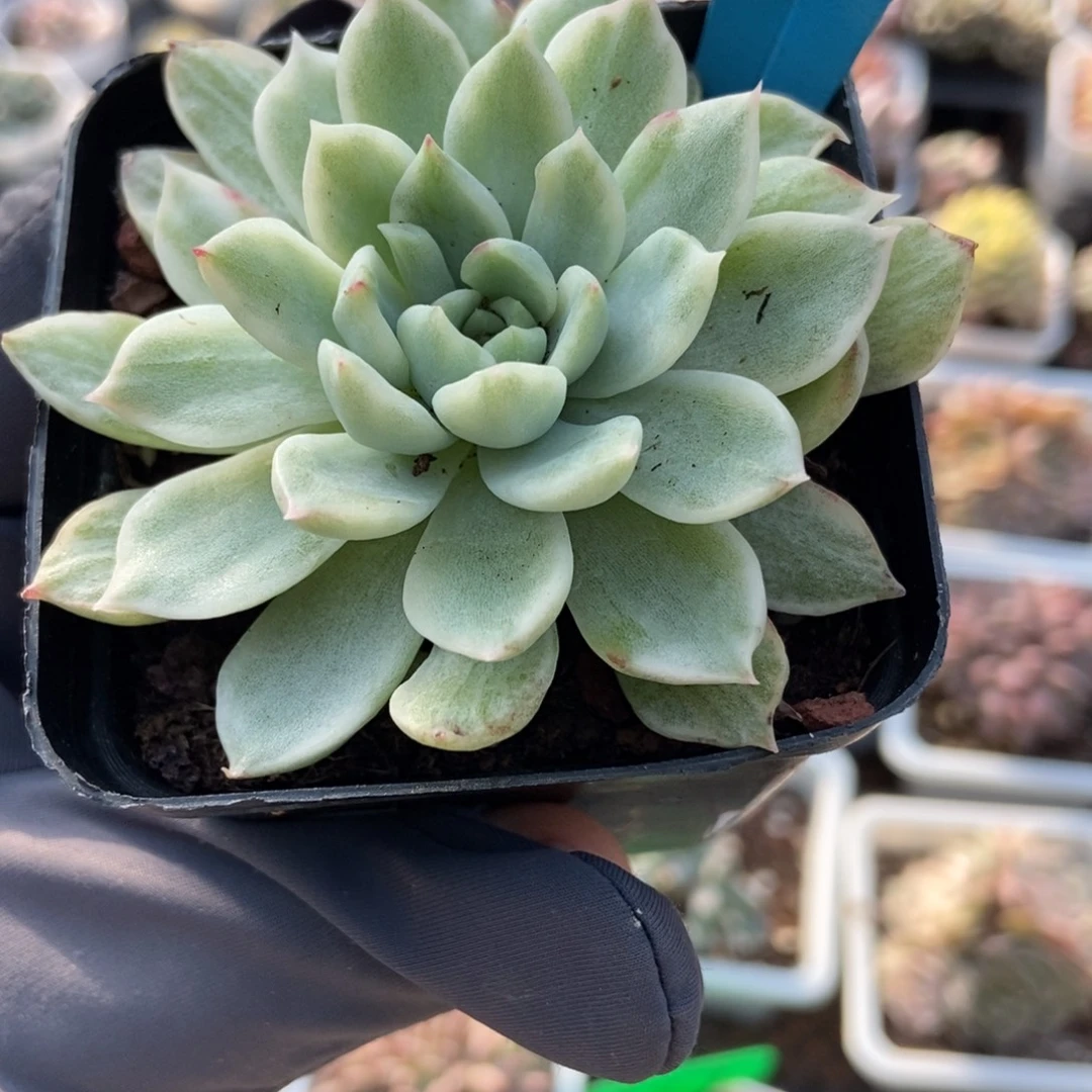 7065麦秆锦多肉植物