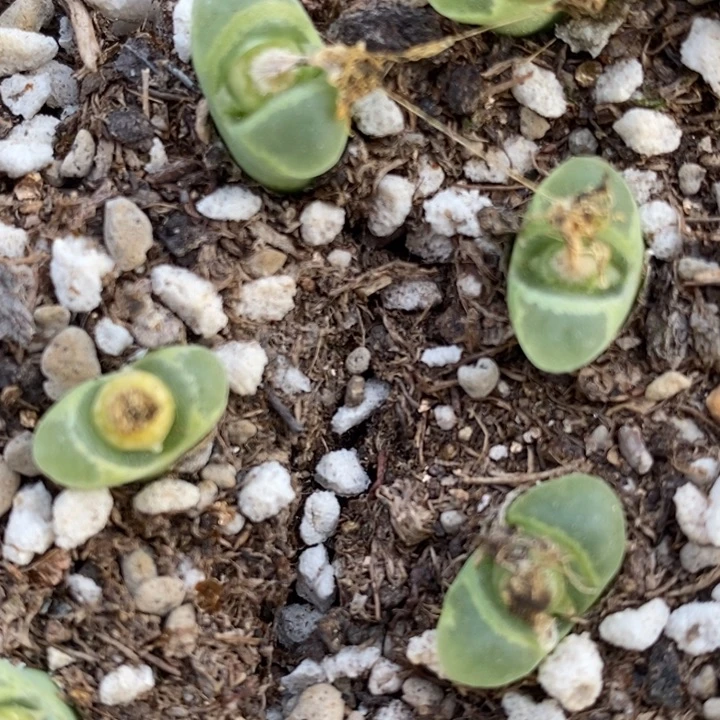 Naiping风铃一颗一颗