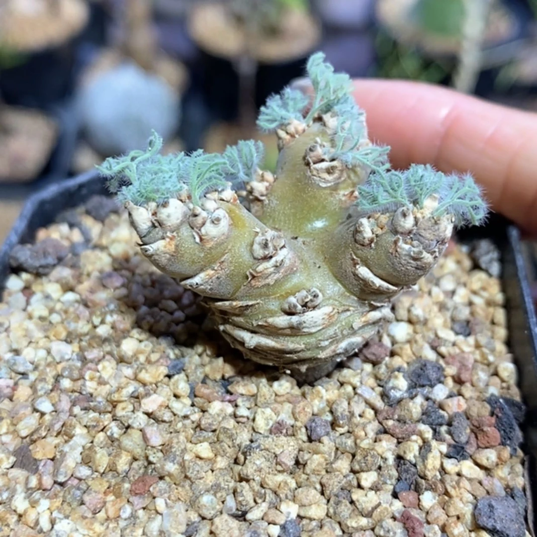 【闪购商品】白皮月界