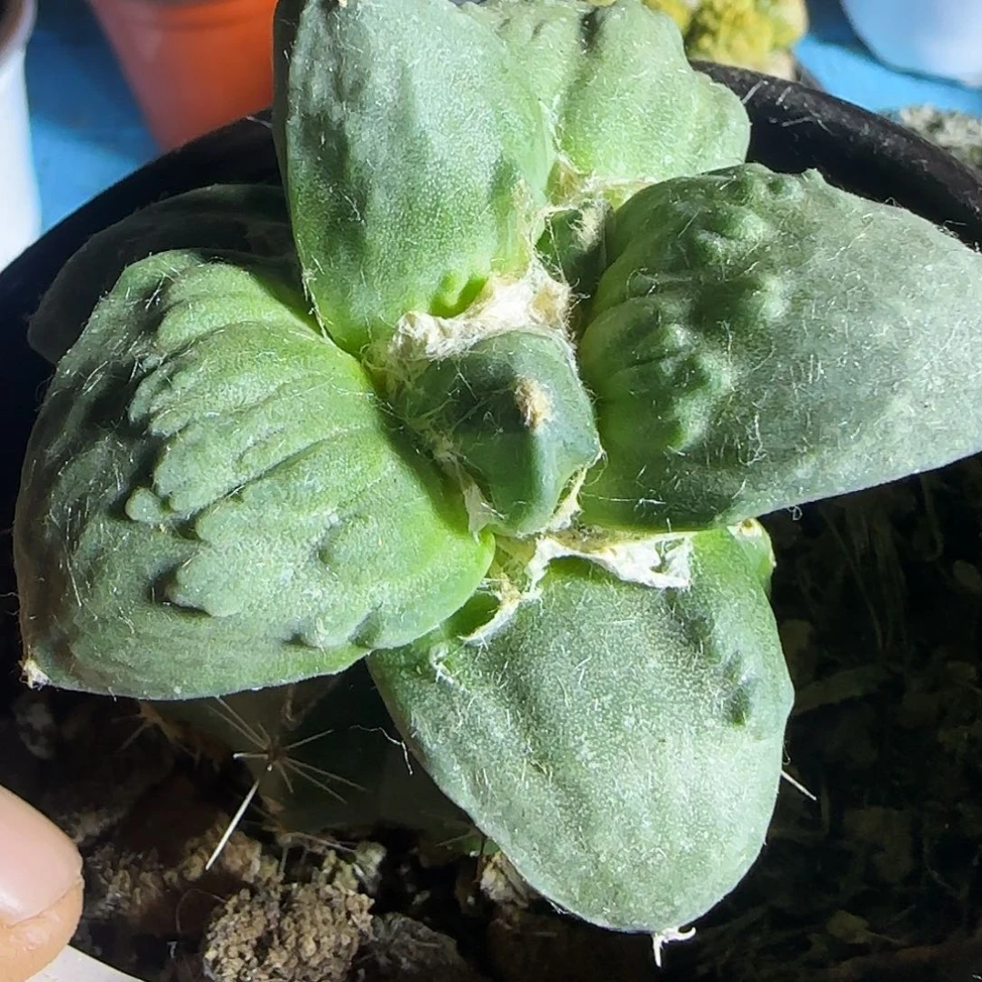 怒涛牡丹366仙人球