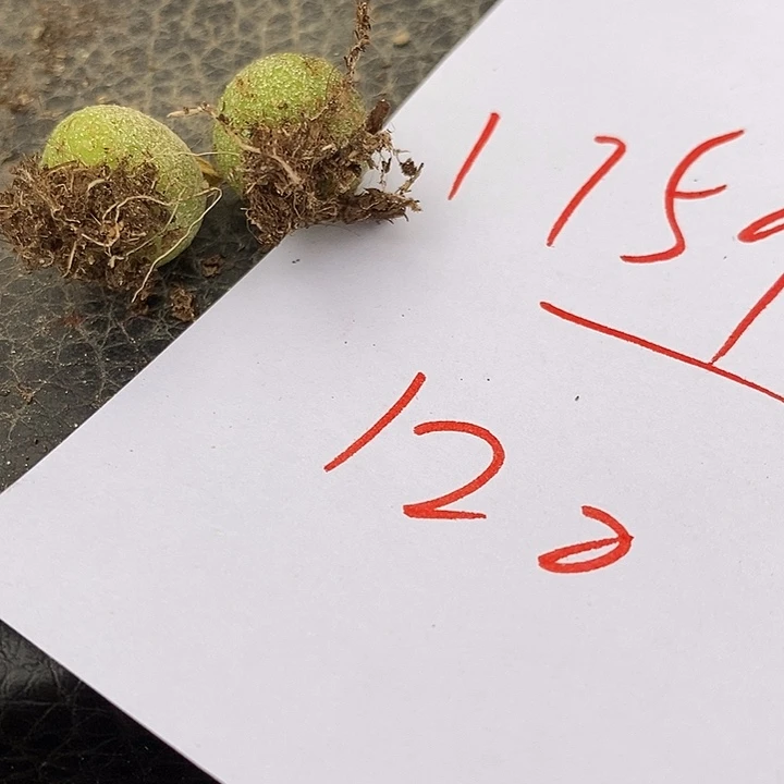 1759两颗。