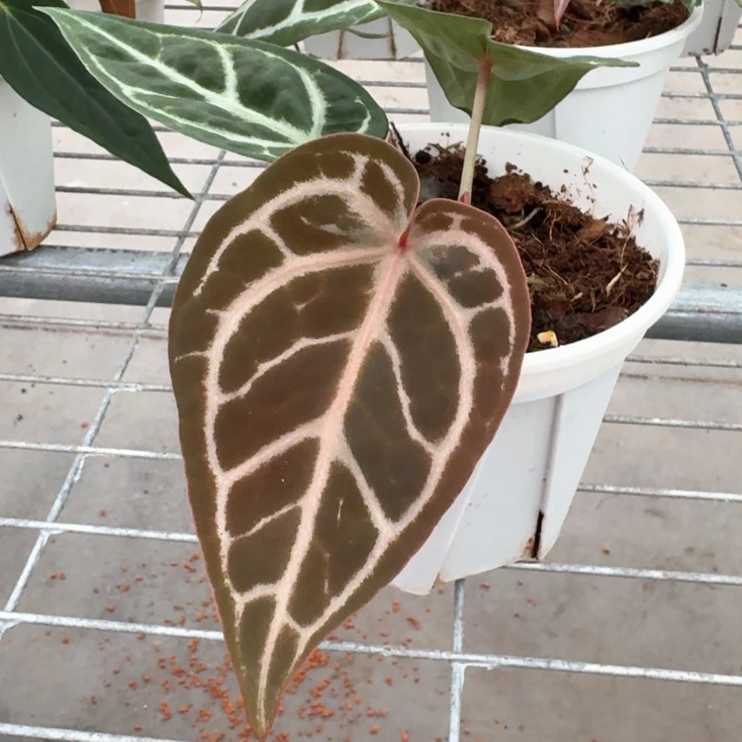 不开花植物米歇尔F2