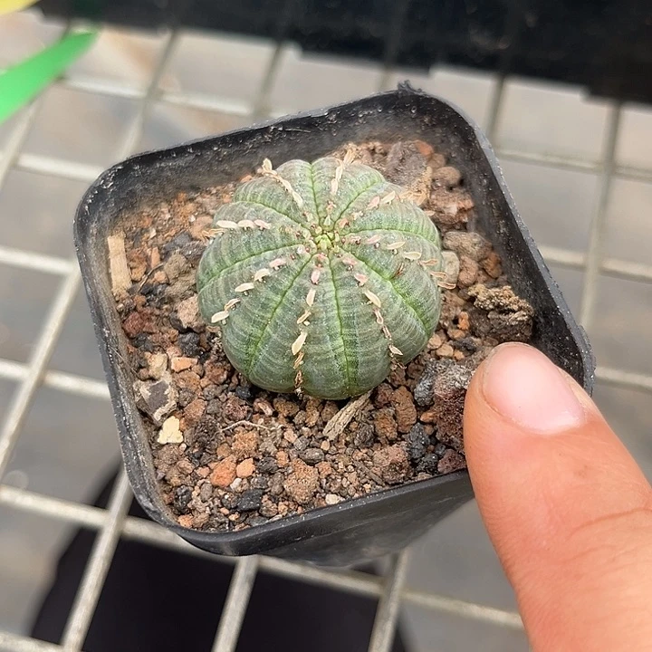 我也不知道怎么办啊你