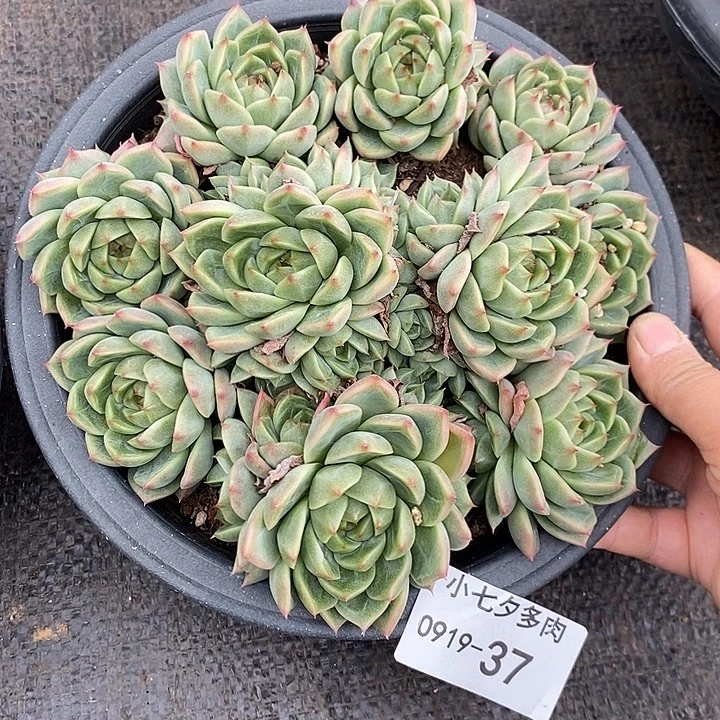 小七夕多肉五彩珍妮37