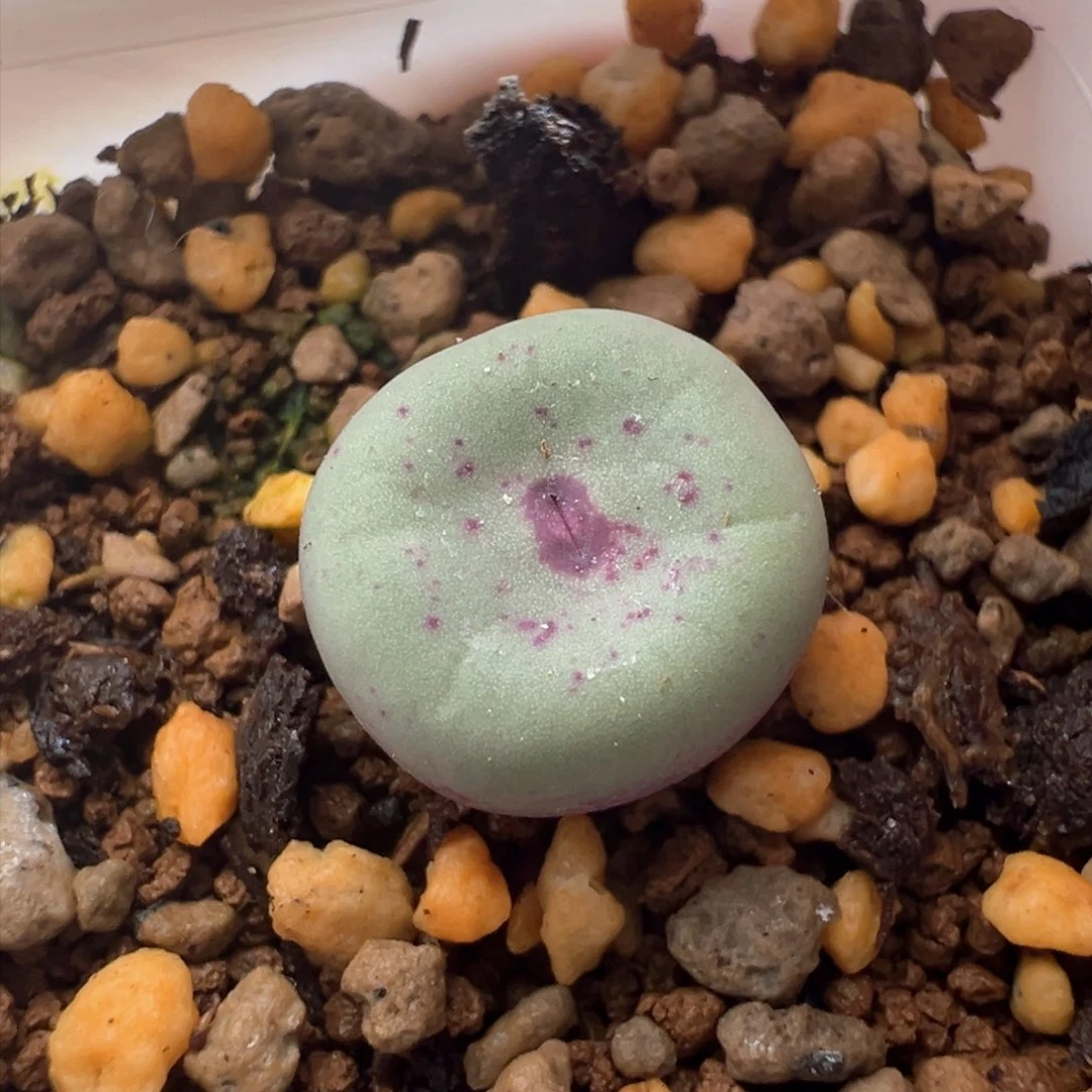 732。编号丢失。红嘴。多肉