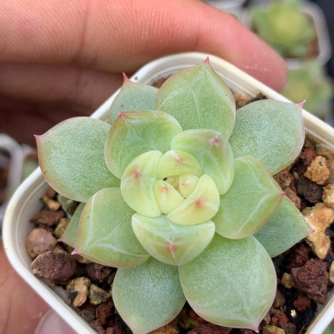 0630-288 珍妮优选