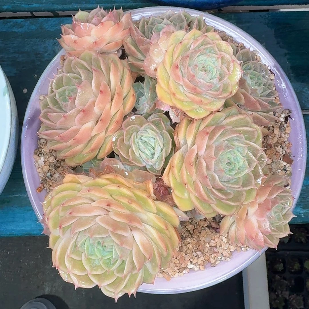 从前慢多肉编号昂斯诺