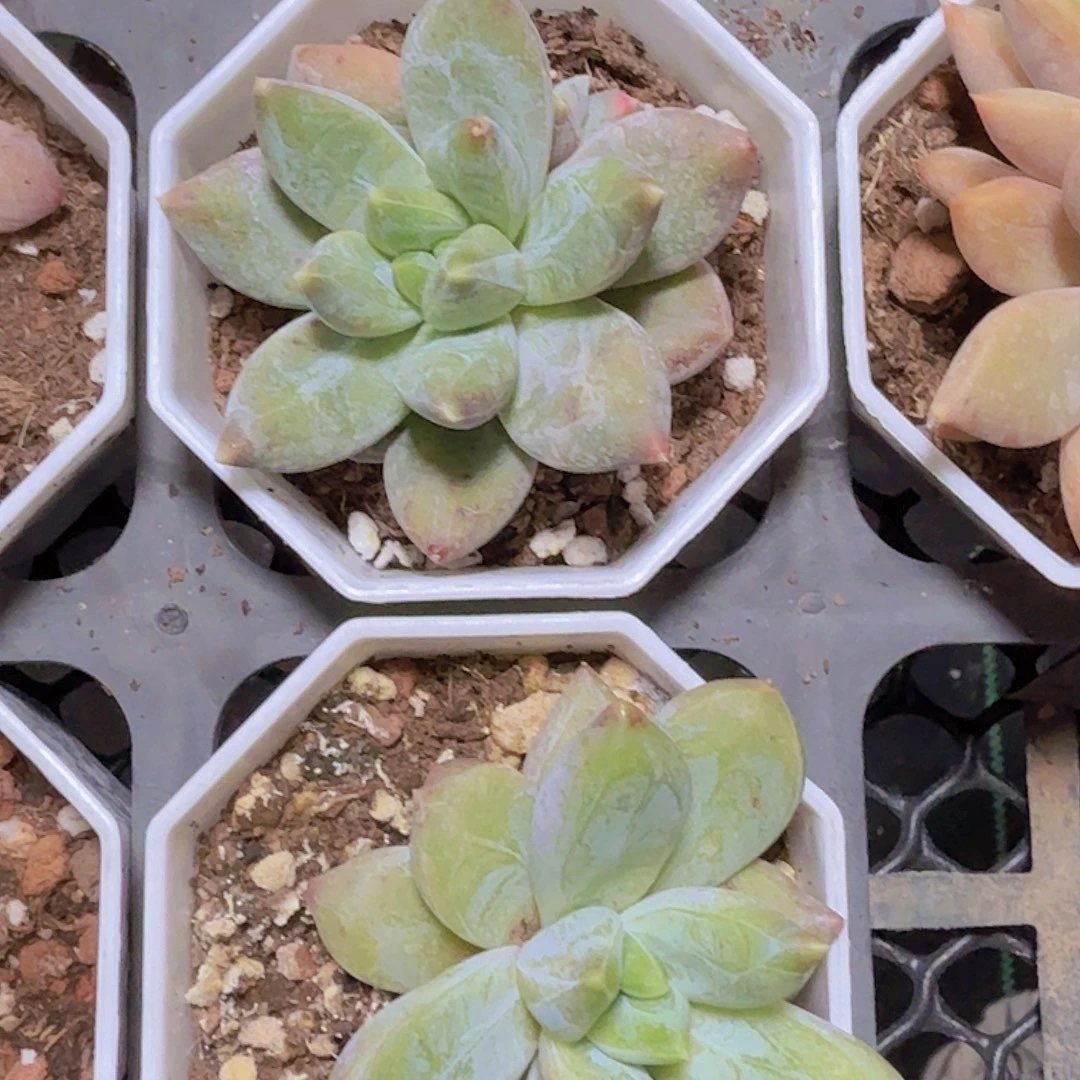 精品重楼多肉植物