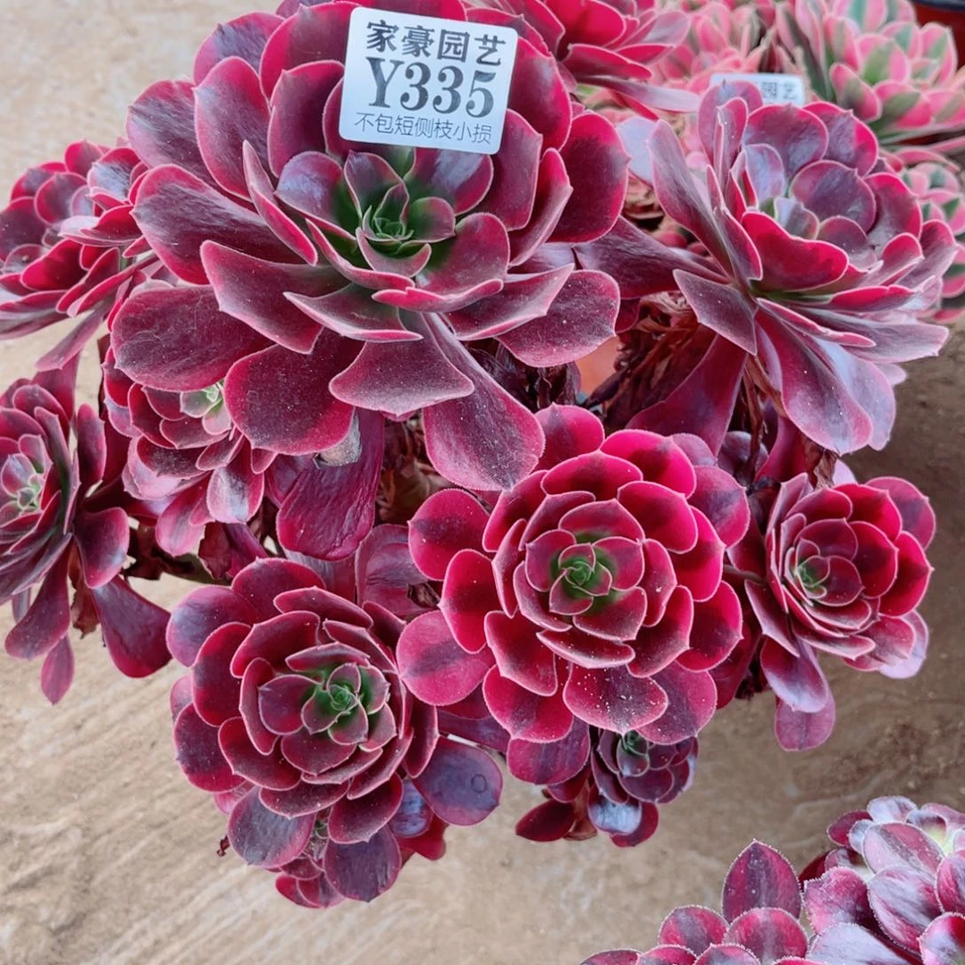 335凤冠冠幅25左右