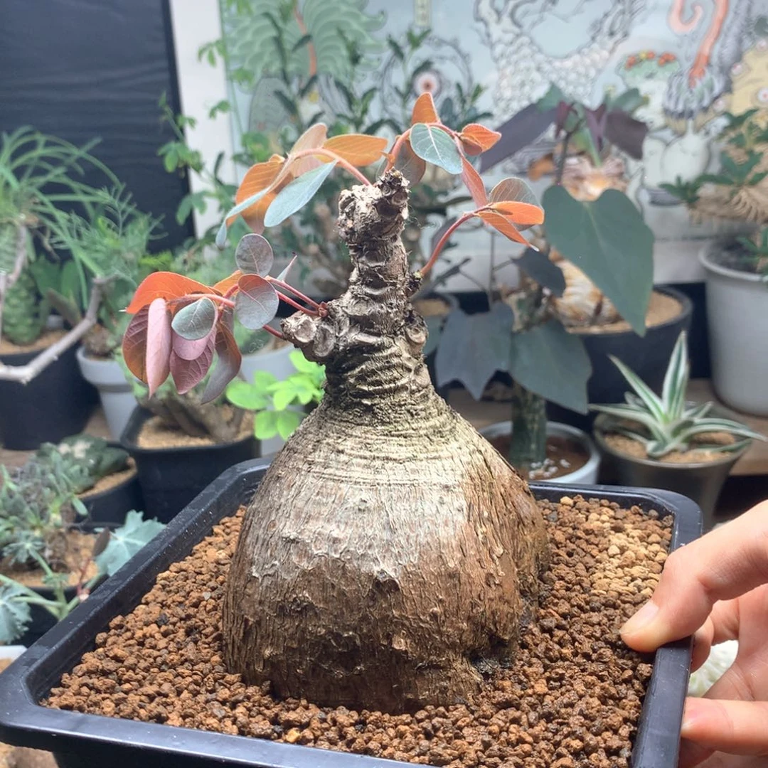 奇异油柑带盆发货11cm+