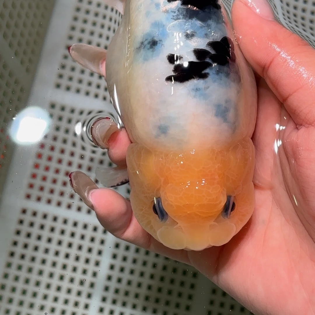 反***正金鱼不拍包装运费到付，拍包装包邮