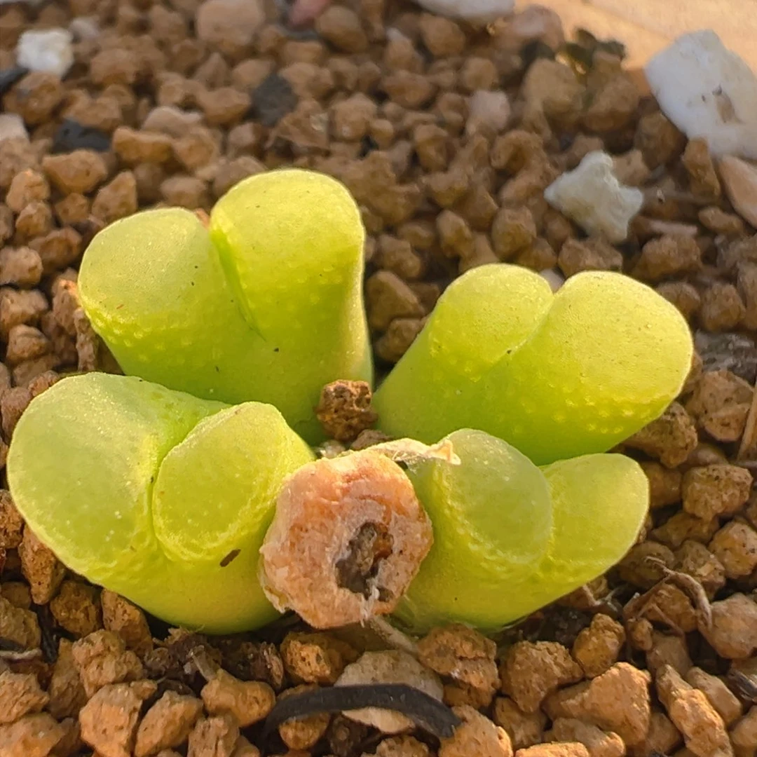 18多肉植物百科知识