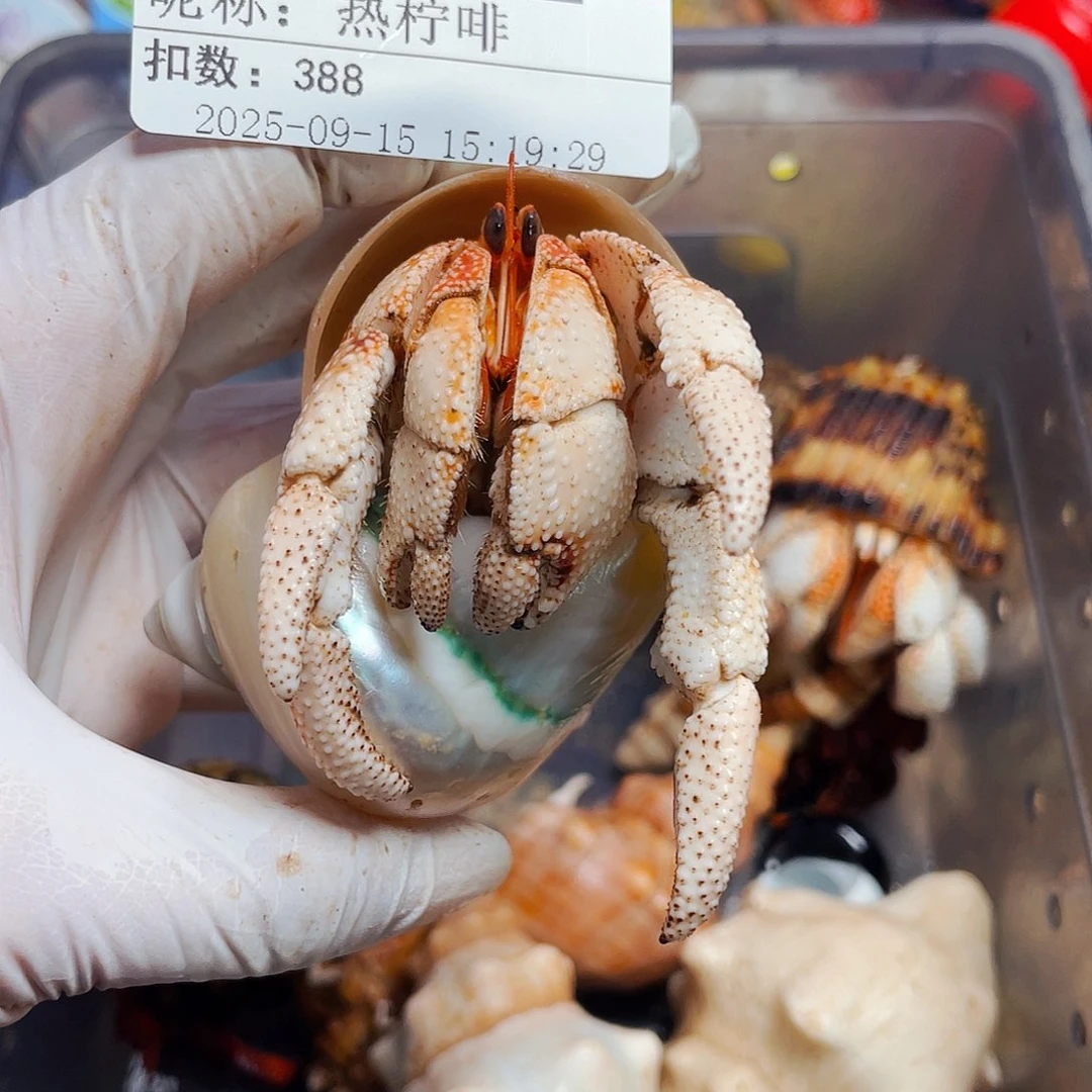 热***啡陌派有钳寄居蟹551