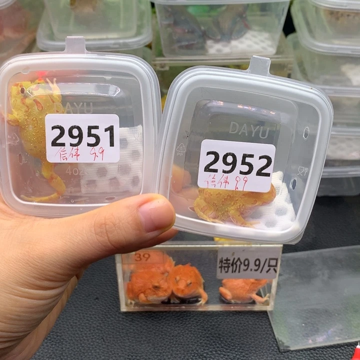 信***店角蛙2951.2952黄金