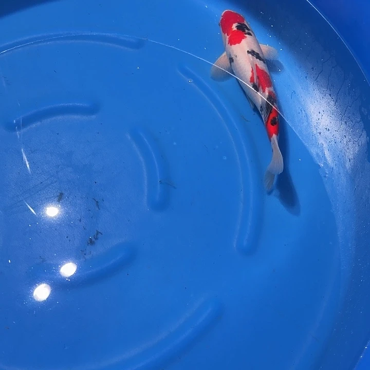 海水鱼大正专拍链接