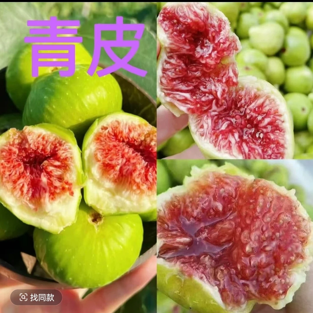 青皮无花果树苗盆栽地栽南方北方都可以种植