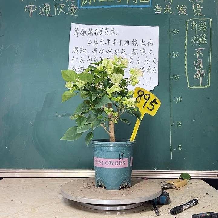 当前无花栽培后可以开花 绿樱  895