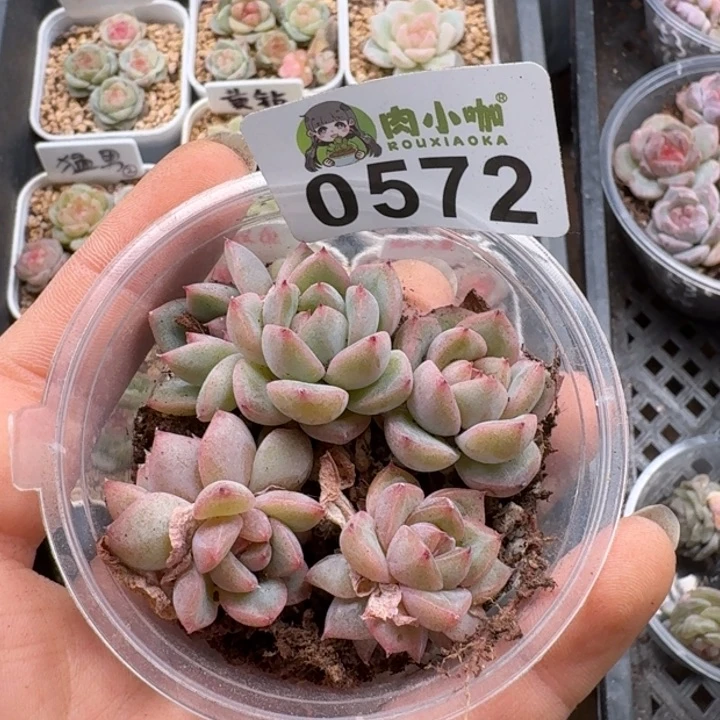 蓝****多肉植物多肉植物