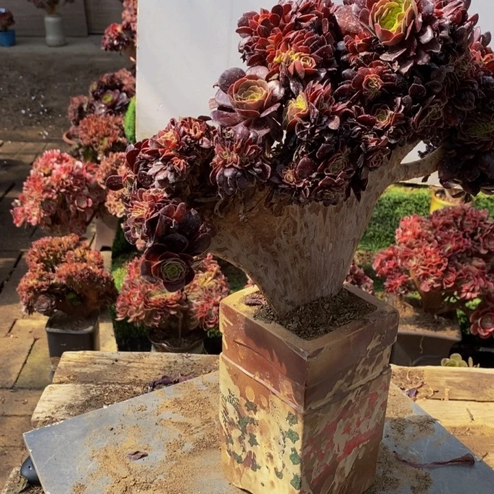 王****）欧紫缀化多肉1颗多肉