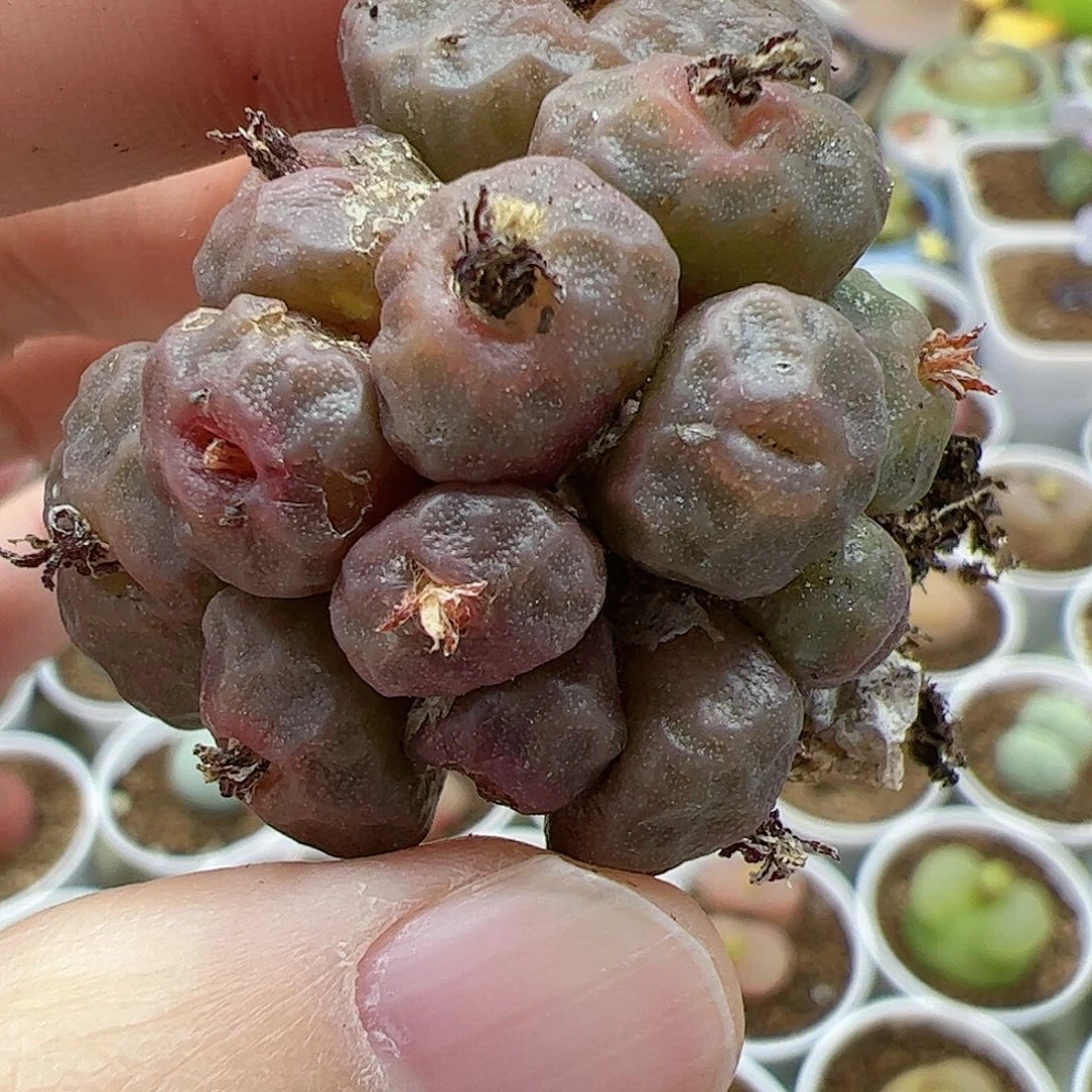 【闪购商品】271 开播福利