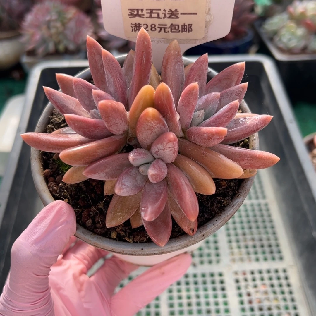 表妹精品多肉植物122.