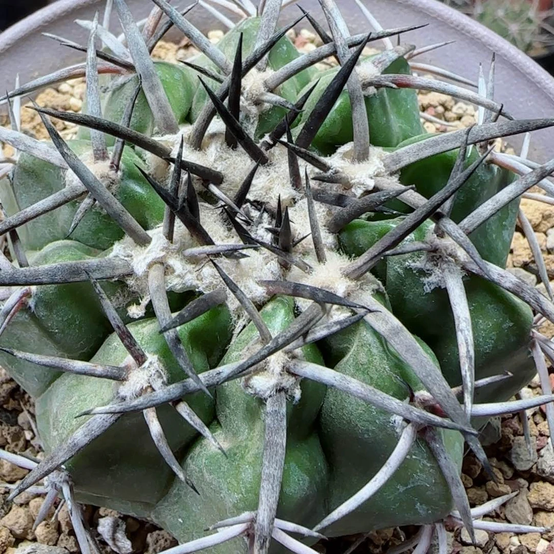 实生铃木圆盘玉多肉