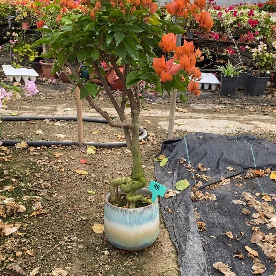 无花朵三角梅阿努娜98号