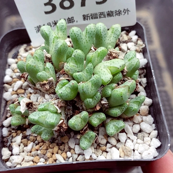 3879。