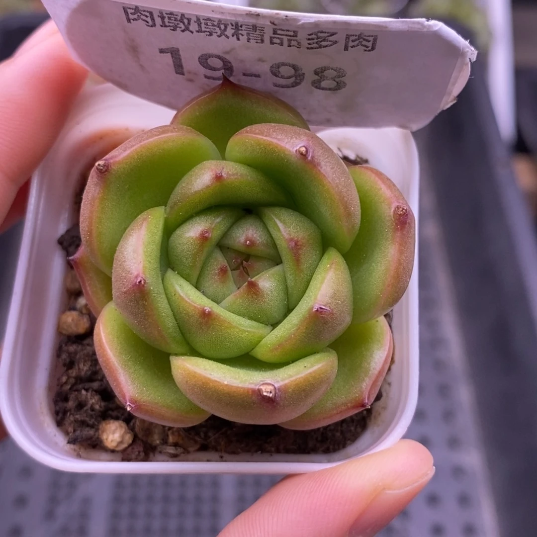 【闪购商品】19-98玉玲珑
