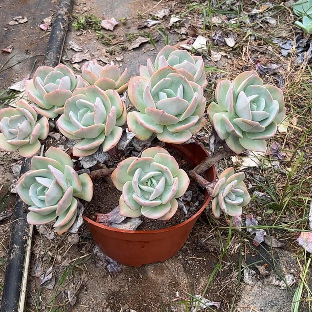 【闪购商品】无花朵*️*