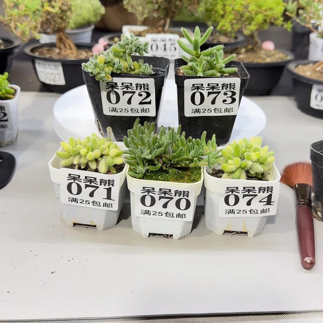 闪电购花卉园艺030