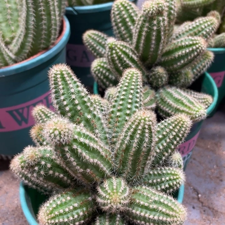 群生白檀特鲁迪一杯