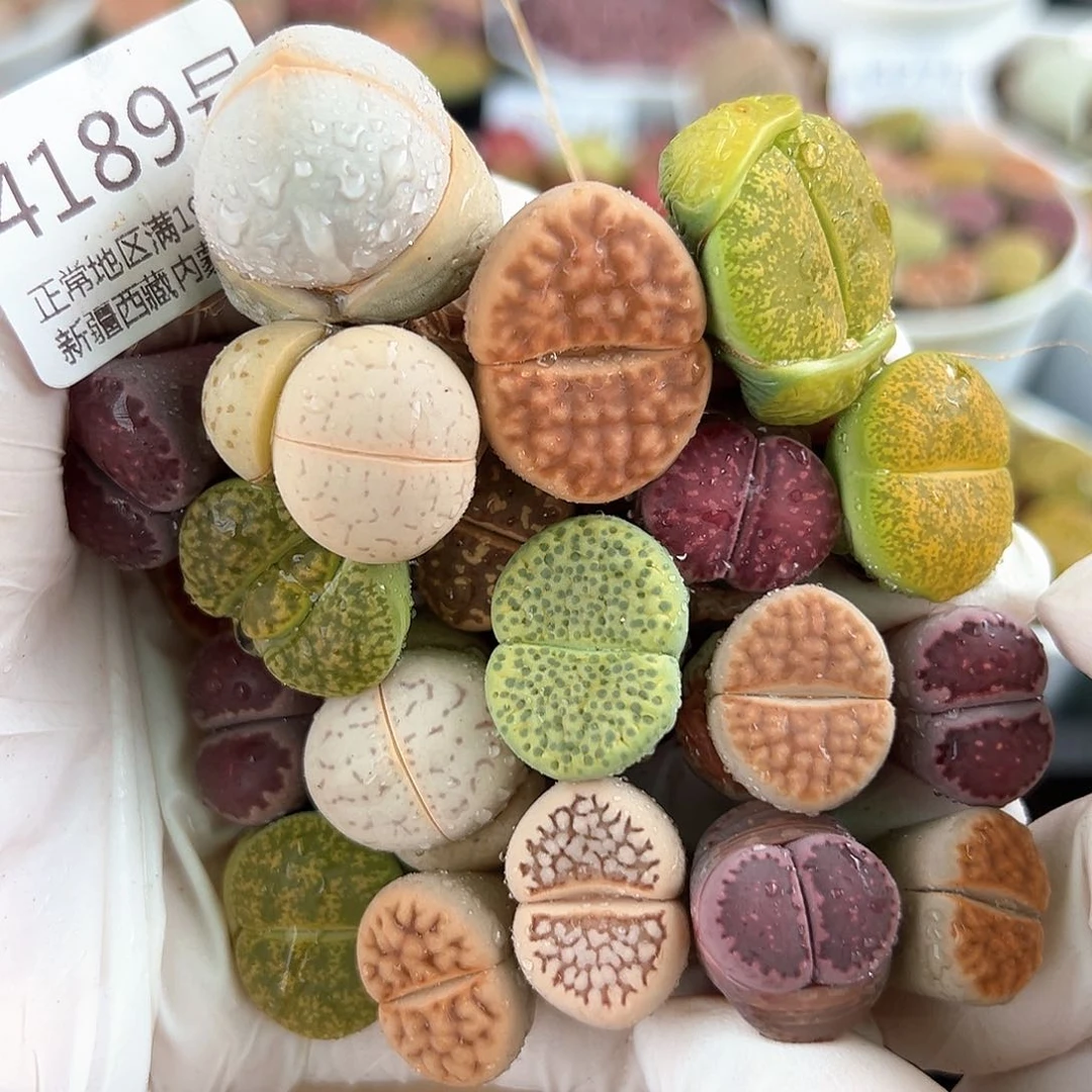 好养易活生石花大母本4189共20个