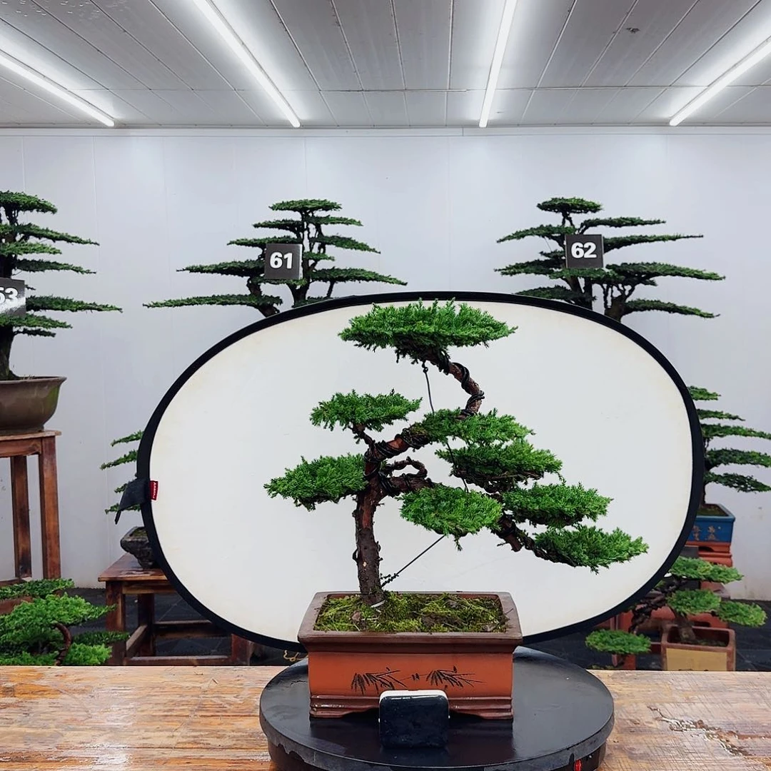 无花朵00000000000000