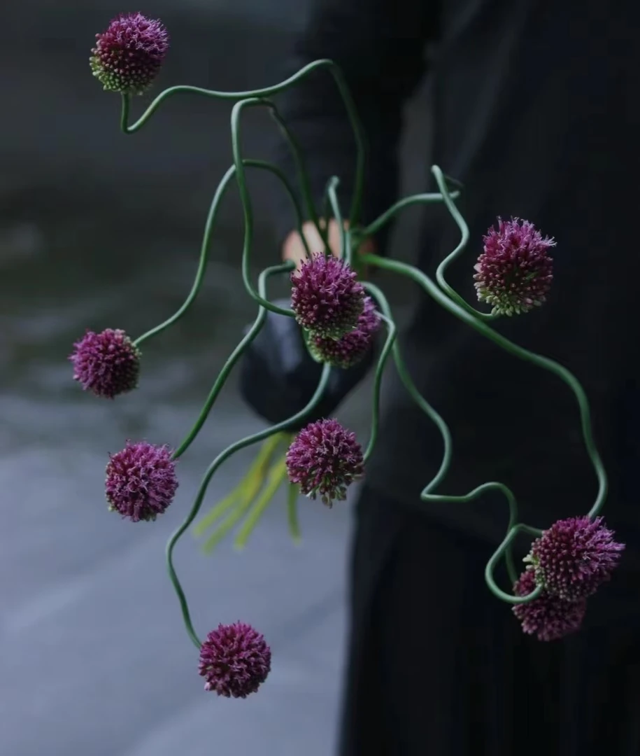 【弯葱】进口鲜花弯葱鲜花花束