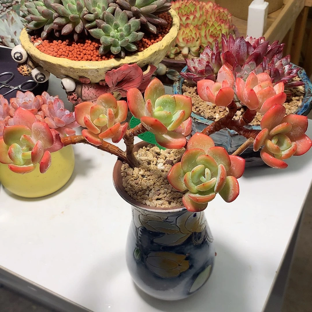 小树小数小树浇水施肥