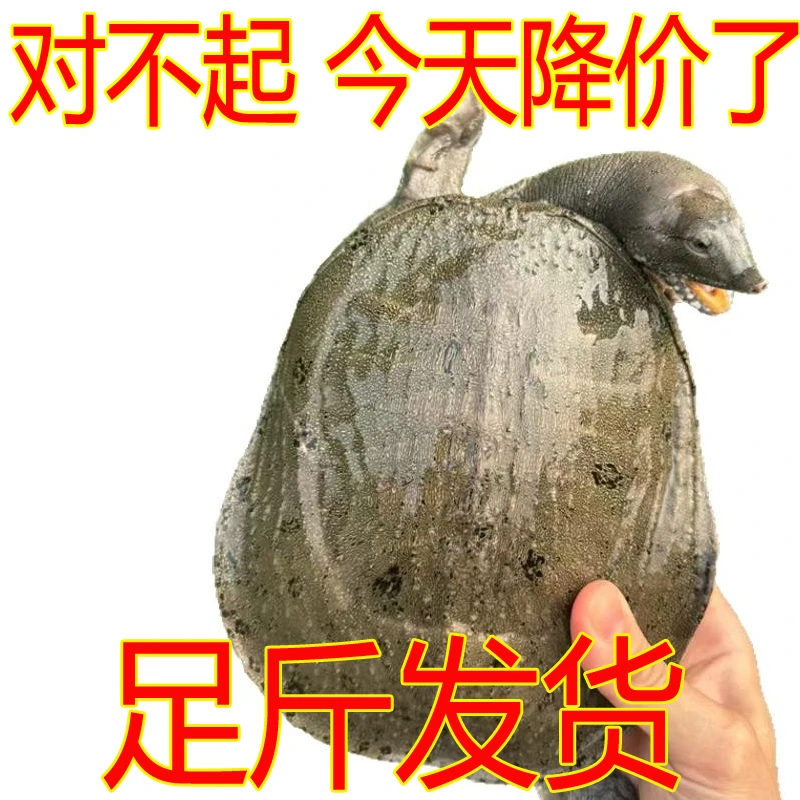 1.5斤1只 外塘生态鲜活大甲鱼活体水鱼团鱼王八中华鳖老母鳖批发