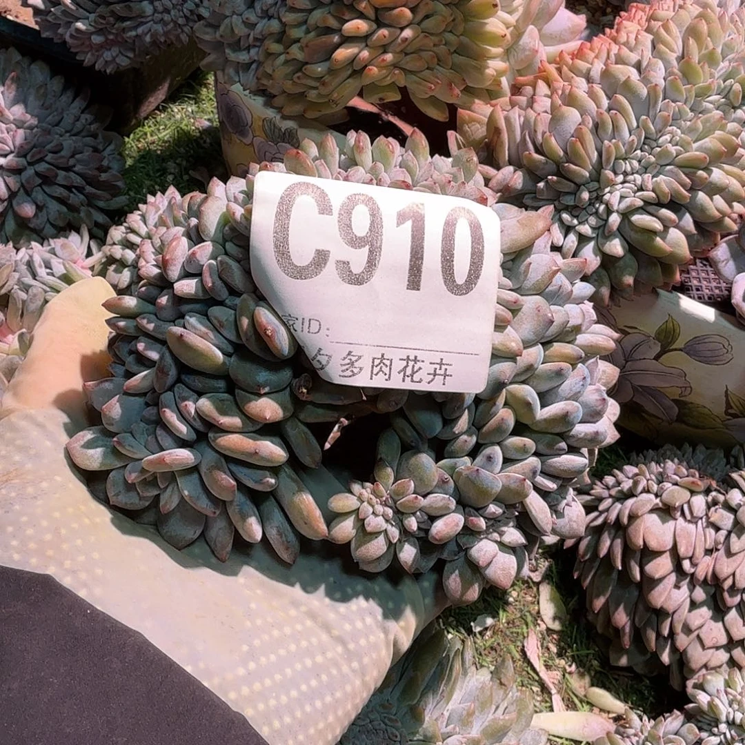 叮***灵 星影缀化呀呀呀呀