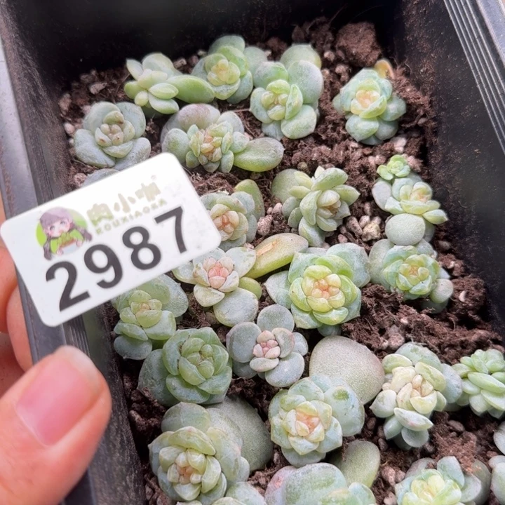 嘉***多肉植物多肉植物