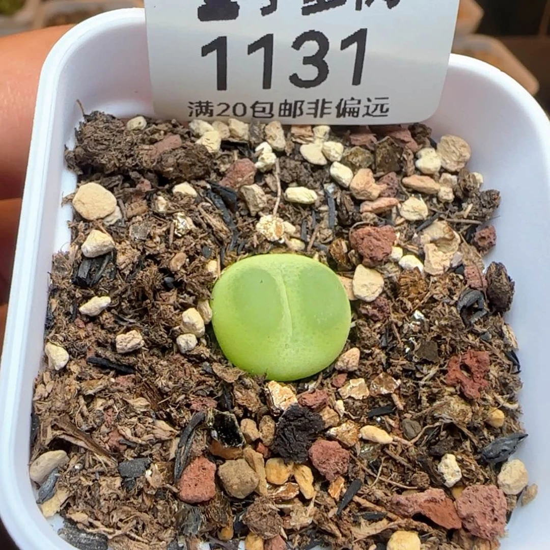 拉登1.3➕带盆土。   1200