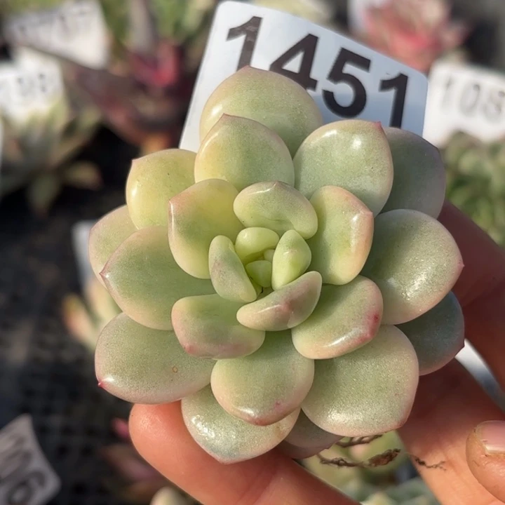 头盖锦多肉植物满18包邮当场凑单不满单隔天发顺丰到付