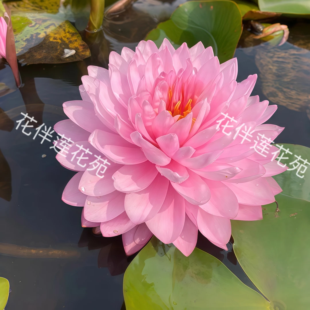 粉蓬蓬大花重瓣带花苞睡莲池塘水缸水池培四季盆栽移栽