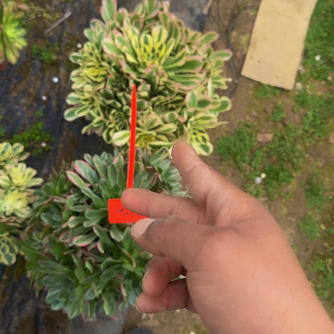 招*喵312白凤多肉哦哦哦