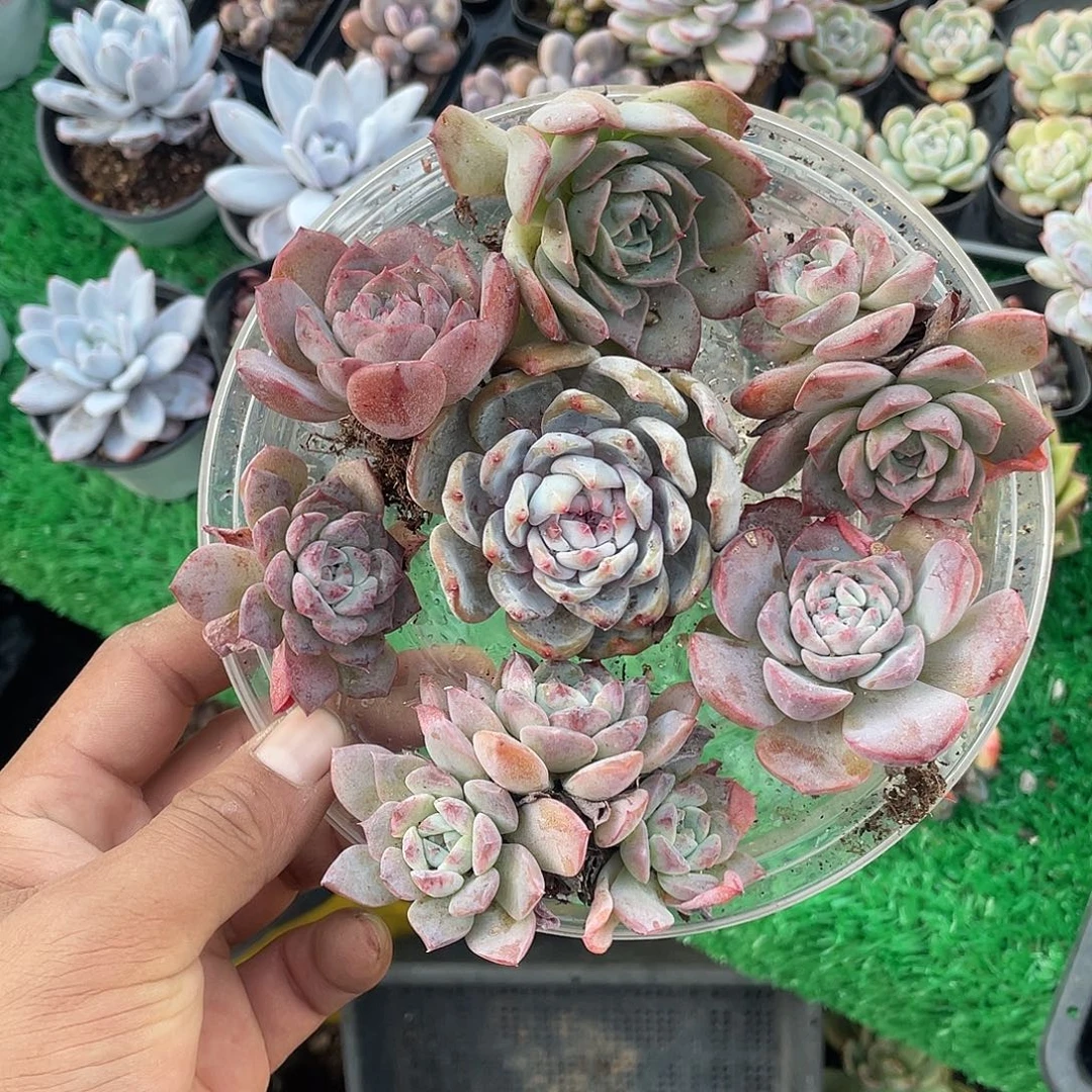 福利款！冰种糖水色紫