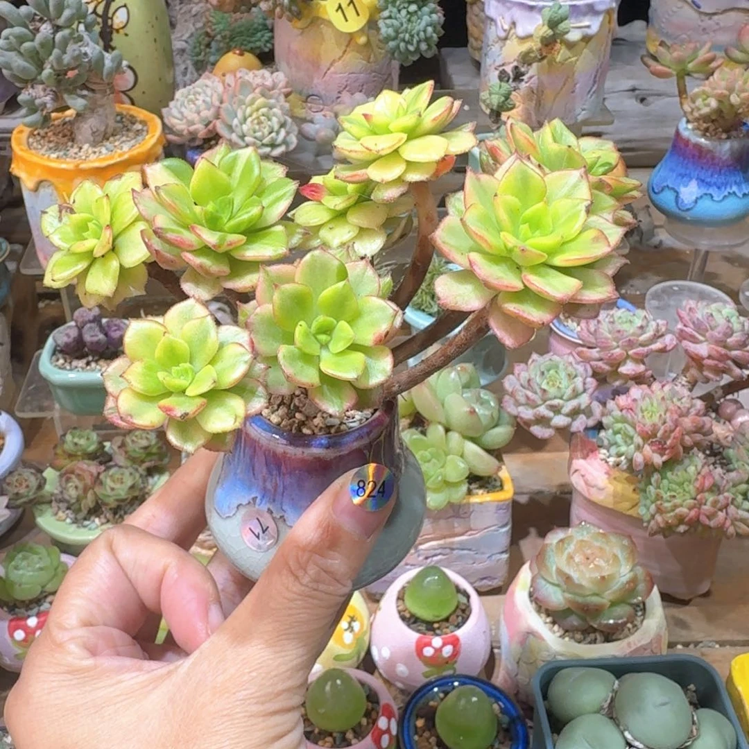 825 多肉含盆土30元包邮➗偏远