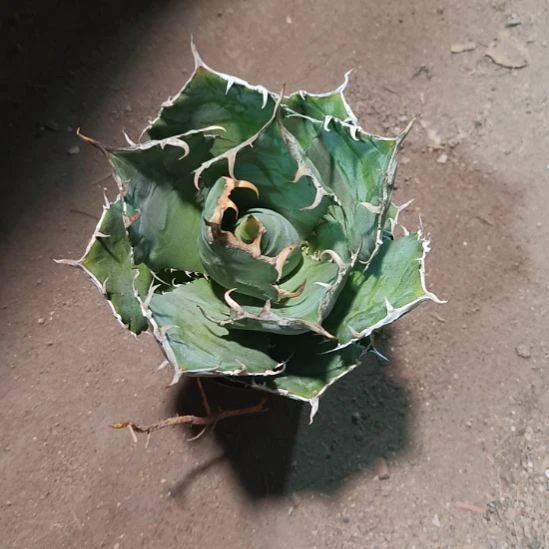 z****X正版白鲸一物一拍